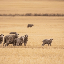 La lana mulesing-free, cos'è?