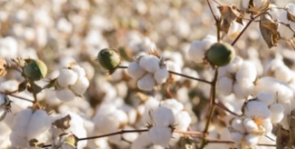 Il cotone bio, è meglio?